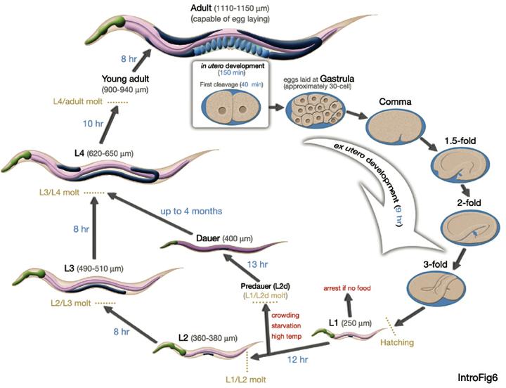 elegans Development The