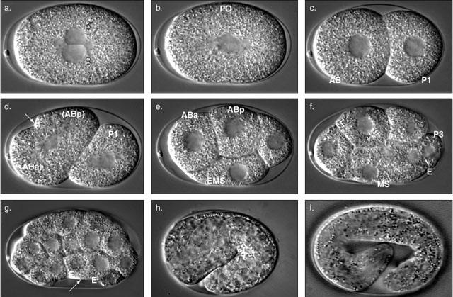Embryonic development (takes ~24 hrs at 20 C) C.
