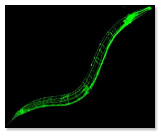 Where do C. elegans males come from? X X meiosis X oops! 0 X Transgenic C.