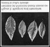margins, or between veins Stipling or spots on leaf surface Reduced