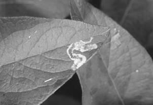 tissue (skeletonizers) Leafminers Hollow out tunnels