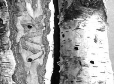 Chewing Insect Larvae Tunnel under bark and in wood Borers Characteristic tunnel pattern helps identify borers (including hole &