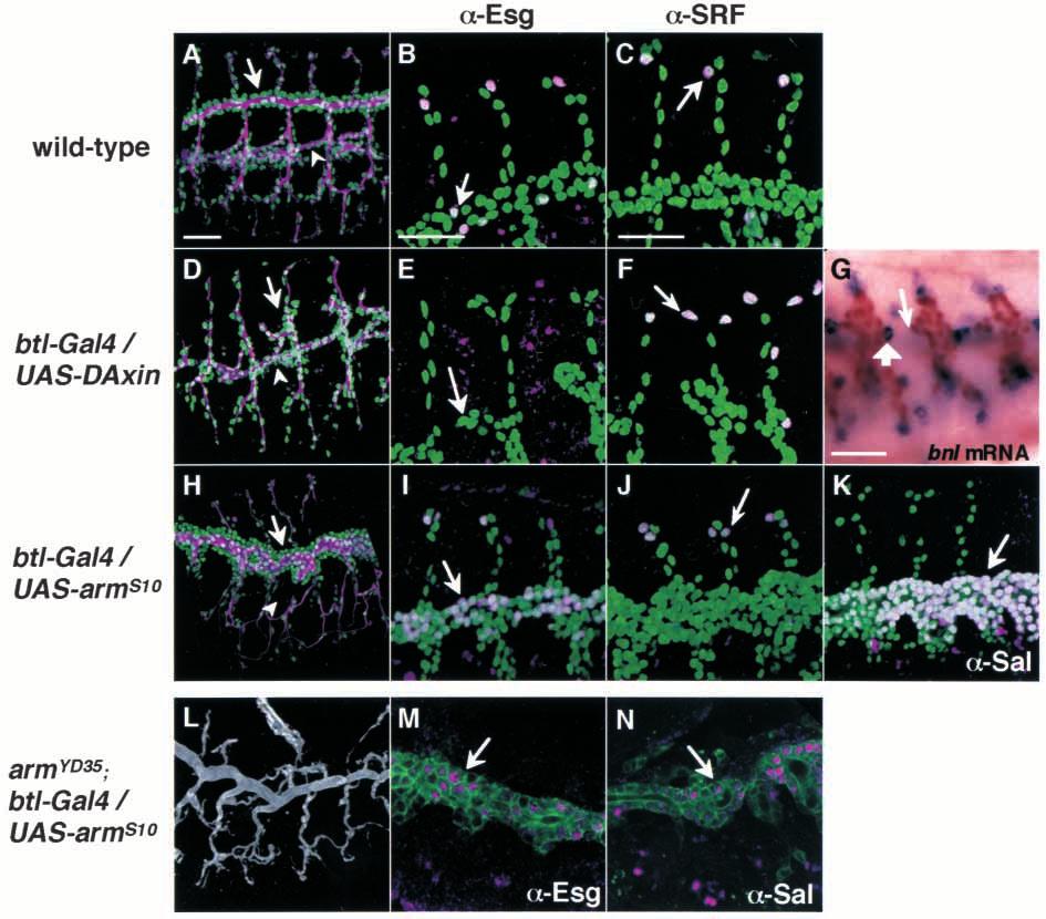 4438 T. Chihara and S. Hayashi Fig. 4. Wg signaling has tracheal-autonomous roles for branching and cell differentiation.
