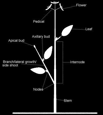 The space between two nodes is called the internode. Buds are the growth on the stem that allow this development.