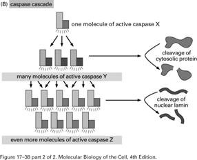 caspase activity (~1-2 % of active form) ctivated upon after aggregation or cleavage to