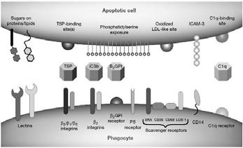 phagocytosis Cytoskeletal regulatory proteins ctin Nuclear Lamins Poly(P-ribose)