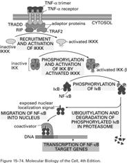 example) IKKK=IkB Kinase kinase NFkB activates transcription of several anti-apoptotic