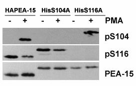 PE-15 Structure and Binding Partners Characterization of phospho-epitope antibodies PKC