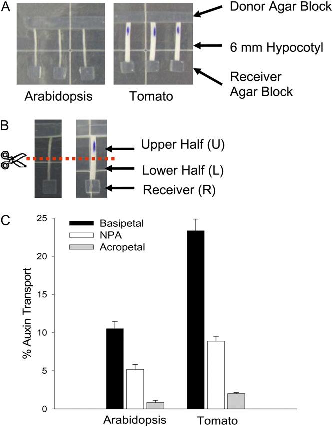 Light Increases Auxin Transport and Biosynthesis 2B).