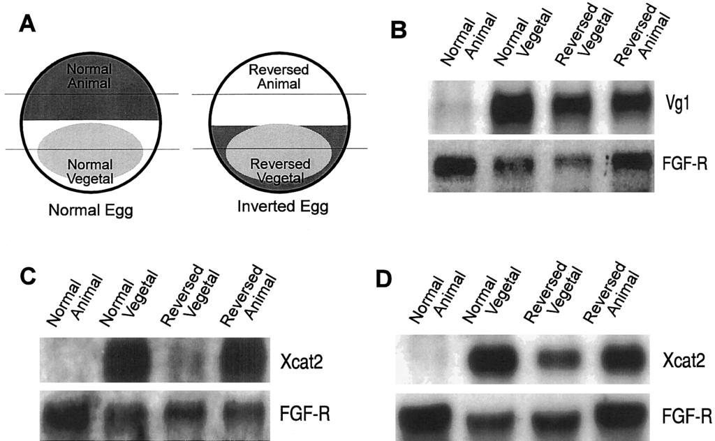Xenopus Dorsal Determinants Activate Wnt Pathway 75 FIG. 4. Distribution of the Xcat2 and Vg1 RNAs in the reversed egg.