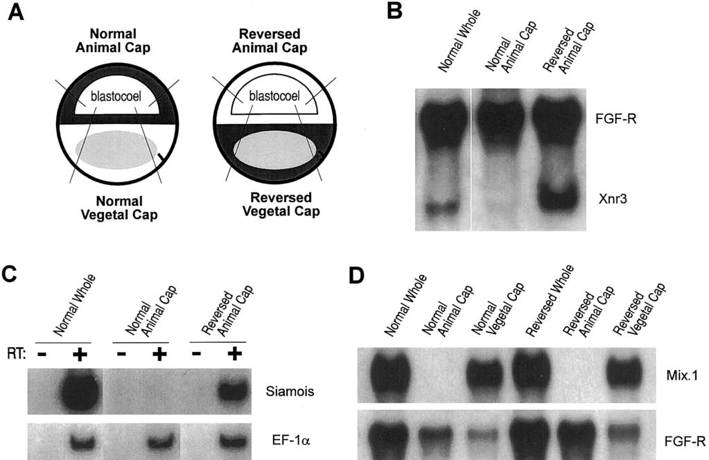 76 Marikawa et al. FIG. 5. Expression pattern of Xnr3, Siamois, and Mix.1 in the reversed embryos.