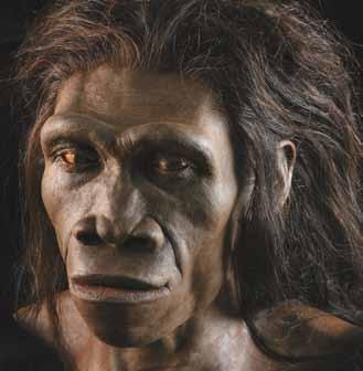 climate Shocks where we came from Stone age eating: A distant ancestor, Paranthropus boisei ( left ), lived in open plains and mostly ate grasses or related foods, as indicated by chemical analysis