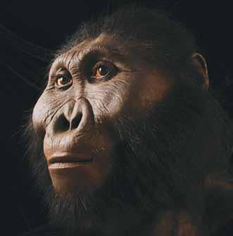 But Homo erectus, sometimes called Homo ergaster ( right), a member of our own genus that lived in the same landscape, had a more varied diet, and adaptability may have helped its evolutionary