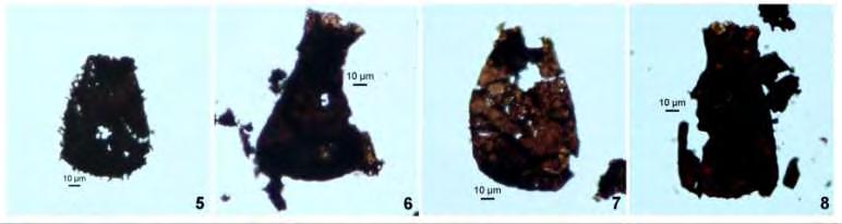 1 2 3 4 The wall color in photomicrographs of the chitinozoan specimens identified from Utica and Haynesville shale samples ranges from dark brown to nearly black indicating postmature thermal phase