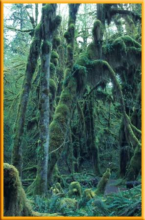 2 Biomes Temperate Rain Forest New Zealand, southern Chile, and the Pacific Northwest of the United States are some of the