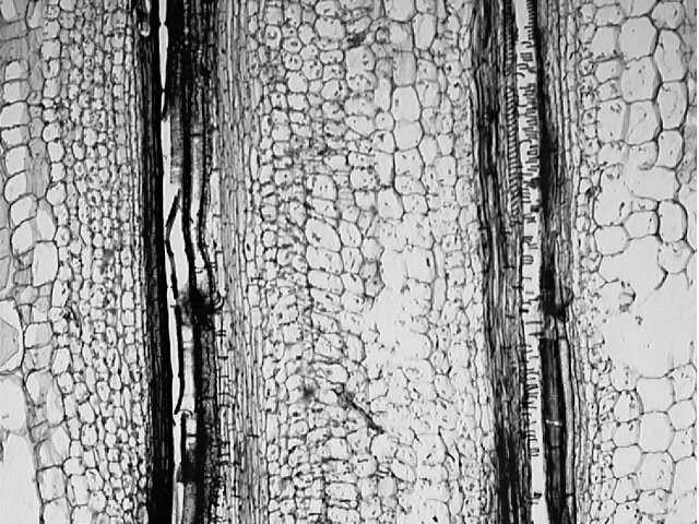 Tilia (CS) 1 year Tilia (CS) 2 year Tilia (CS) 3 year Station 11 - Tissues of a Tree Trunk Be able to recognize the following structures: bark, cambium, wood (sapwood and heartwood), pith (which may