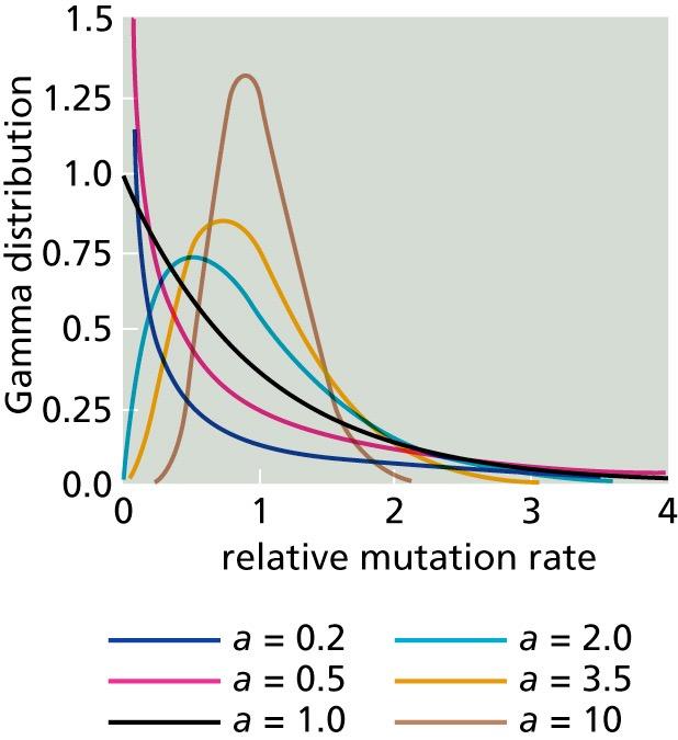 The Gamma Distance Correction A questionable assumption is that of an equal rate of mutation at different positions in the sequence In 1971, Uzzell and Corbin reported that a