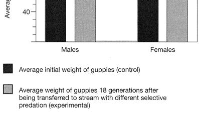 male body weight increased proportionately more than female body weight. E. in the experimental setting, the guppies produced fewer, larger offspring. 41.