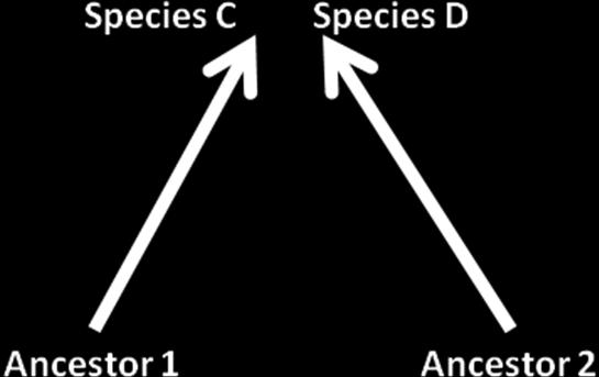 3B Doc #2Types of Evolution Hypothesis: