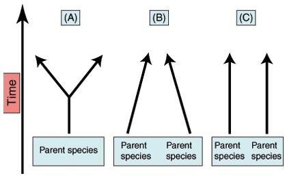 Types of Evolution Practice Convergent: Ecological pressures cause a similarity in structure or function, but not from a common ancestor.