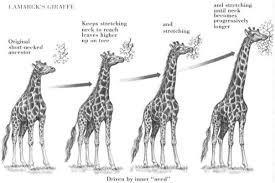 The giraffe needed to reach the leaves on the top of the trees, so he kept trying and trying