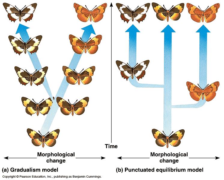 Punctuated Equilibrium says that these species existed in long periods of stasis interrupted by relatively brief periods of genetic