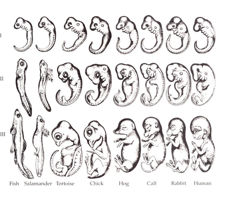 Embryology Embryology is the study of organisms in their earliest stage of development. It traces similarities in development.