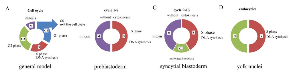 Introduction therefore generate a syncytial blastoderm that contains six thousand nuclei within a bulk cytoplasm (Figure 2B).