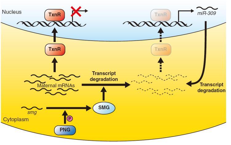Introduction Figure 8: SMG may affect the ZGA by remove transcription repressor (adapted from Tadros, 2009).