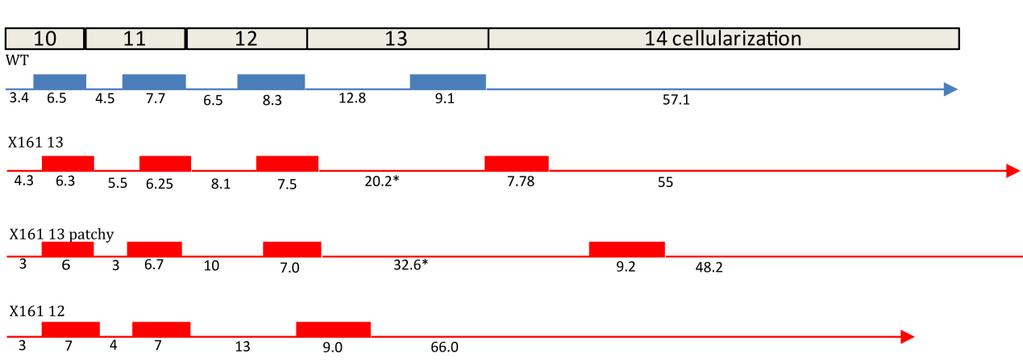 Results investigate these potential phenotypes. Figure 17: length of interphase and mitosis in wild type and X161 GLC. The interphase 13 of X161 is significantly longer than in WT (P<0.05).