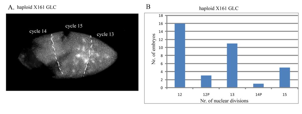 Results maternal genome (YASUDA et al. 1995). The haploid X161 embryos undergo viable number of nuclear divisions.