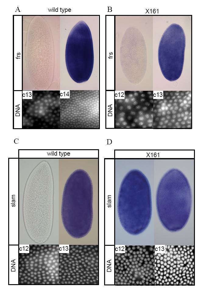Results Figure 24: Expression of frs and slam. The in situ hybridization of frs (A, B) and slam(c, D) in WT and X161 embryos. The cycle is decided by the nuclear density.