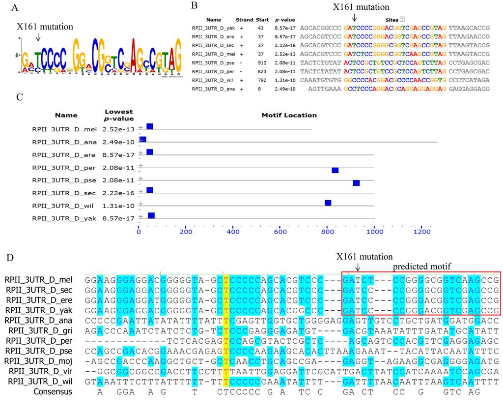 Results Figure 29: Motif prediction of X161 mutation site. (A) The weight matrix of the predicted motif locates the X161 mutation site at 3 UTR of RPII 215.