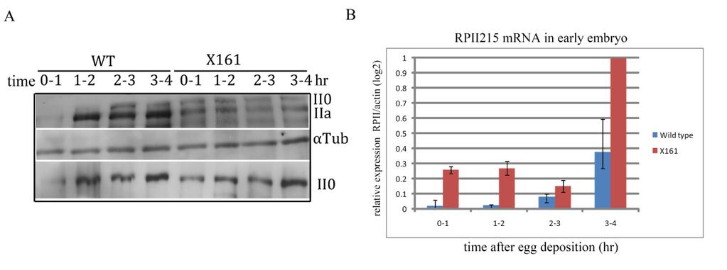 Results potential mirna binding site at 3 UTR of RPII 215 based on the data from mirna-target predictions for Drosophila mirnas at EMBL (STARK et al. 2005; STARK et al. 2003).