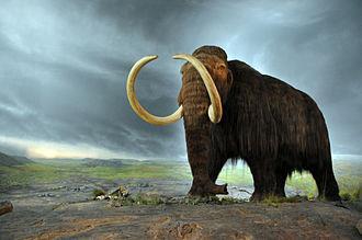 extinction of the woolly mammoth in Beringia