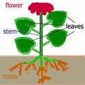 Plant Anatomy and Life Processes Study Guide Science SOL 4.4 Please use this study guide to study daily for your test!