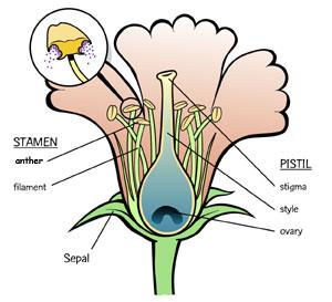The colors attract insects and protect the stamen and pistil What is the function of the stamen?