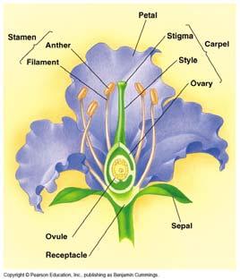 (see picture above) What is the function of the ovary?