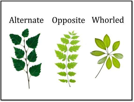 11. Leaf Arrangements Anatomy of Plants Student Notes Plant Structures: Fruit Segment 1.