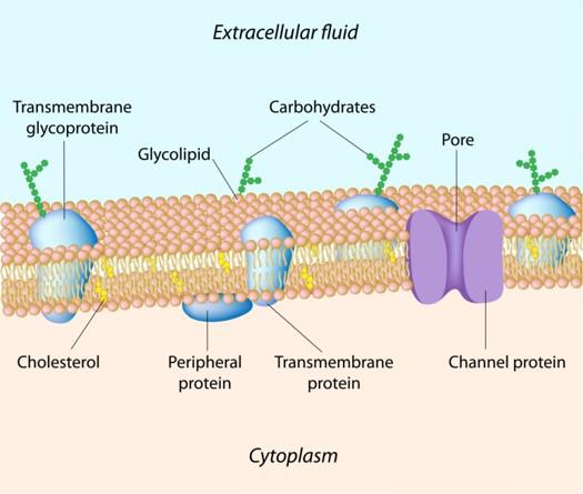 5. Cell Membrane Surrounds the cell as a thin layer of protein (about -millionths of a millimeter thick) Can be found the cell wall Allows some substances to pass into the cell while blocking others