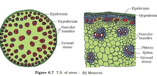 Monocotyledonous stem Epidermis hypodermis ( sclerenchyma ) scattered vascular bundles, sclerenchyma.