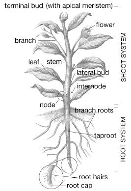 Plant Growth: 1) Indeterminate Growth: Grow throughout life (no stable size) 2) Growth occurs at tips of roots / branches Growth patterns due to cell distribution in plant: 1) Meristem Cells: