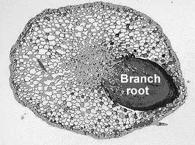 B) Endodermis Ring of close-fitting cells Regulates passage of materials Dicot Roots (Anchorage, Absorption, & Storage): 4) Vascular