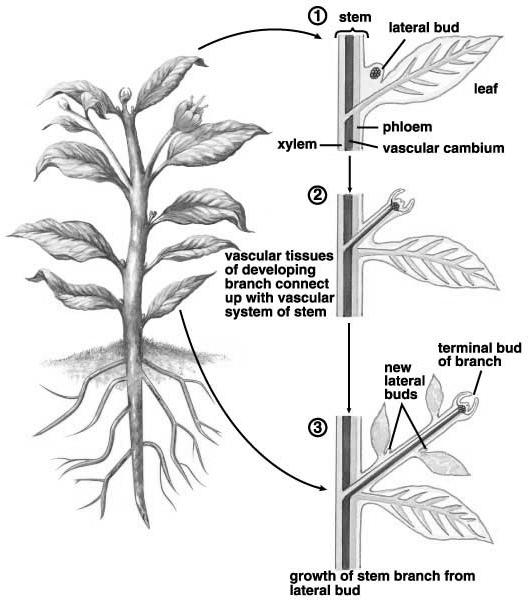 Stem (Extension to Light): Branch Formation: Develop from