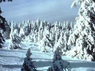 Taiga Abiotic factors Winters are long and cold Averages 100 in/yr precipitation mostly snow Soil poor in nutrients and very