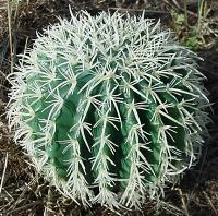Barrel Cactus Ocotollio