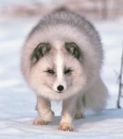 snowy owl Arctic fox