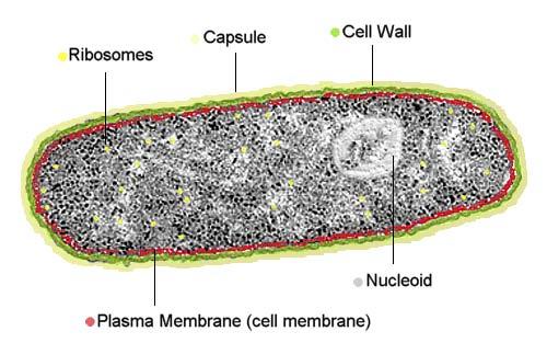 Cell types Prokaryote