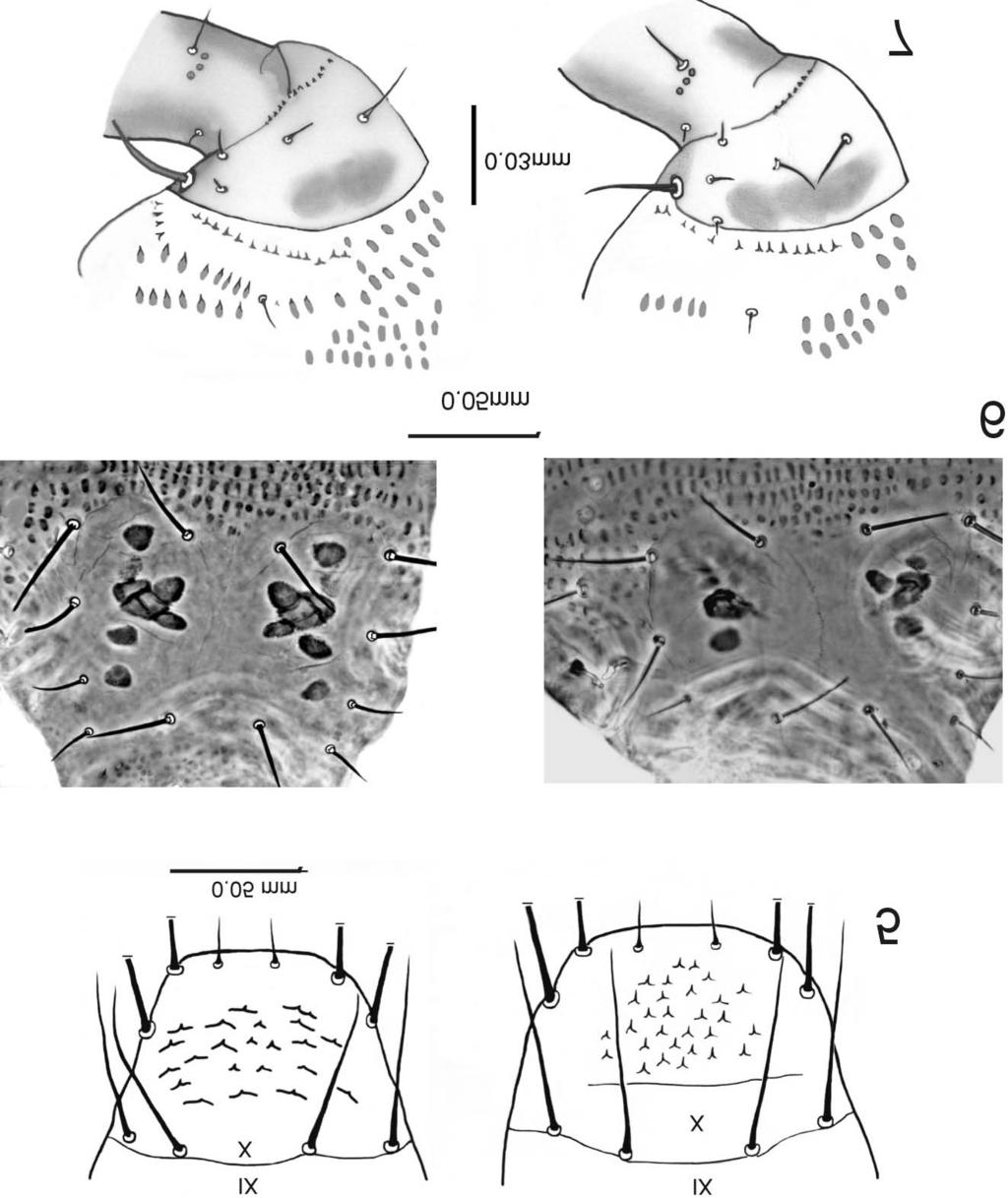 MORPHOLOGICAL STUDIES ON THRIPS ATRATUS AND T.