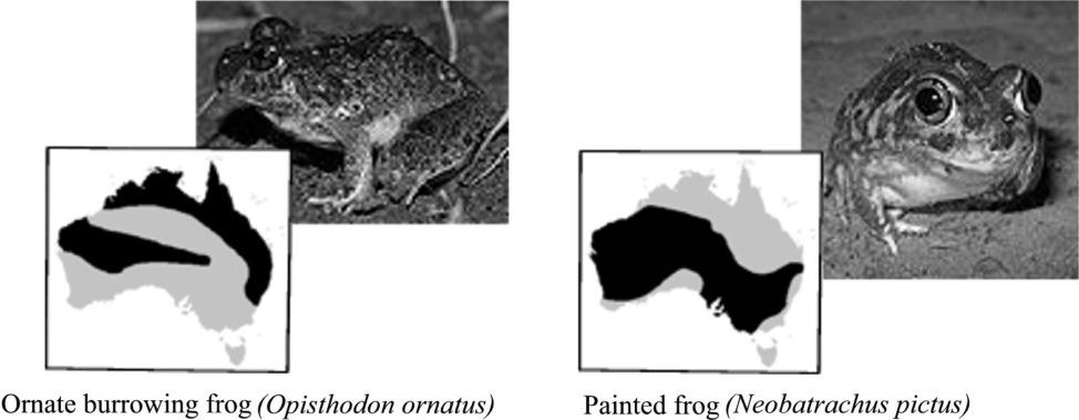 SECTION B Short-answer questions Question 1 The ranges of the ornate burrowing frog (Opisthodon ornatus) and the painted frog (Neobatrachus pictus) are shown in the figure below. from http://en.